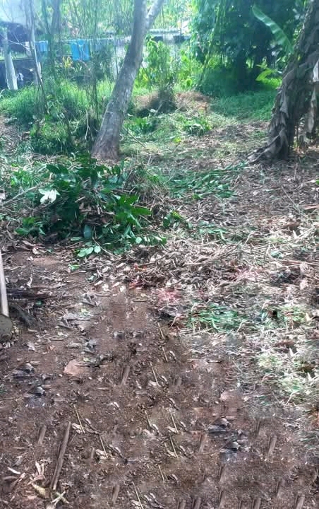 Commercial Land for Sale in Ganemulla