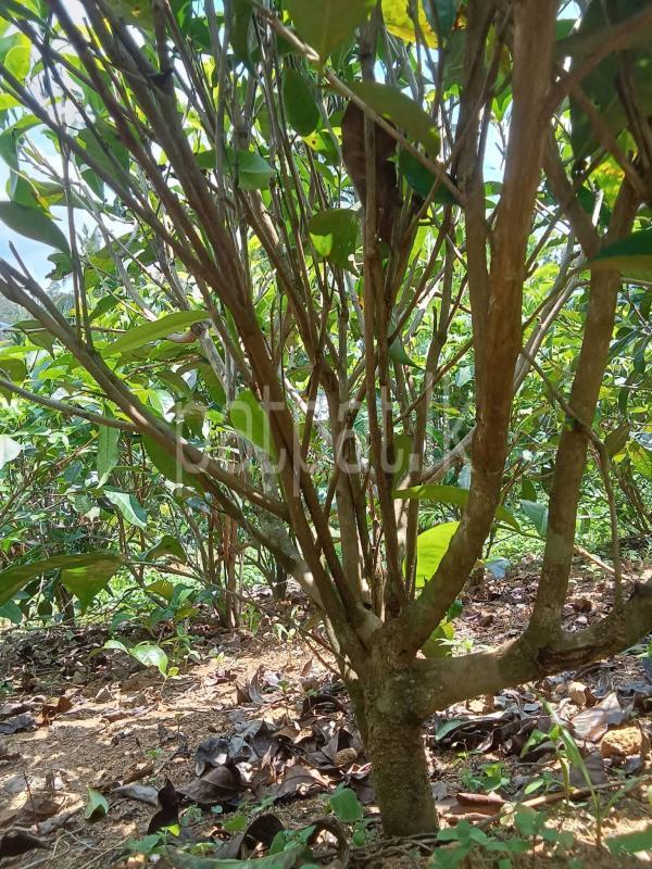 Agricultural Land for Sale in Deniyaya