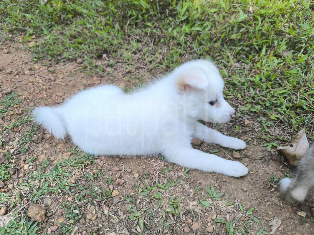 Lion Pomeranian Dog