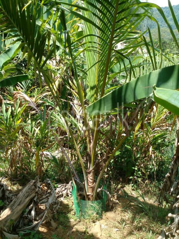 Agricultural Land for Sale in Gampola