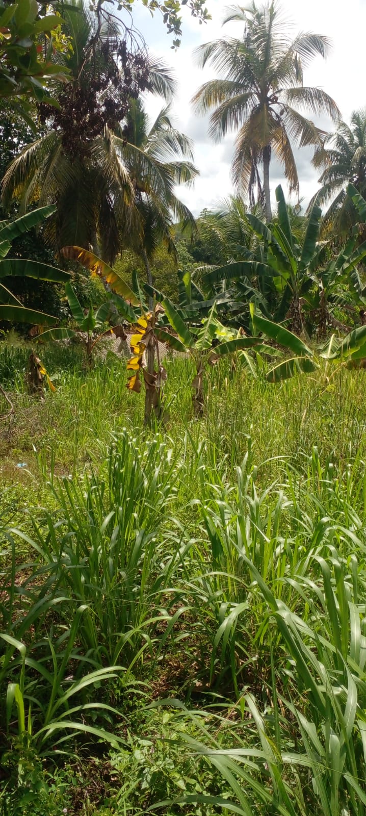 Residential Land for Sale in Kalutara