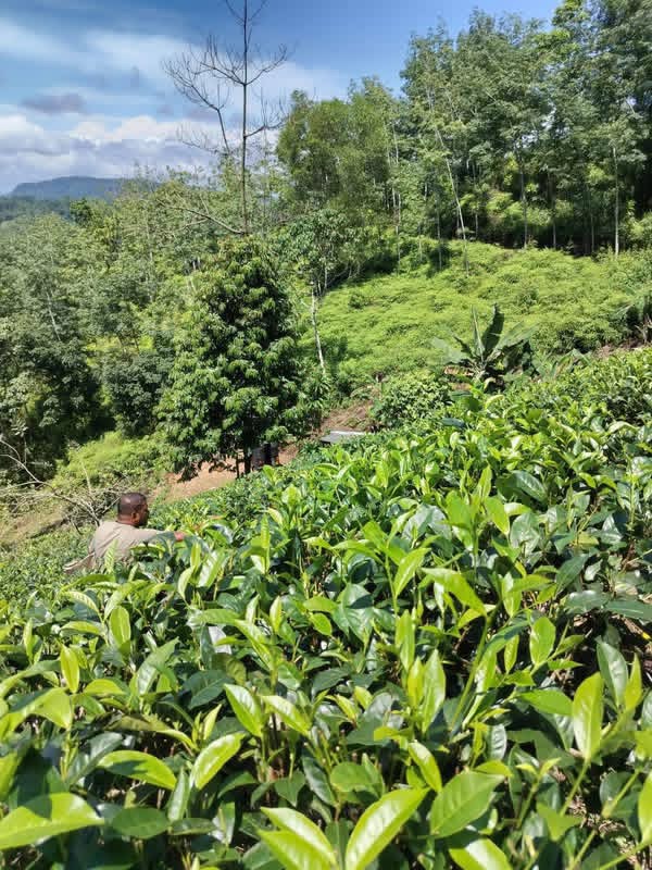 Agricultural Land for Sale in Deniyaya