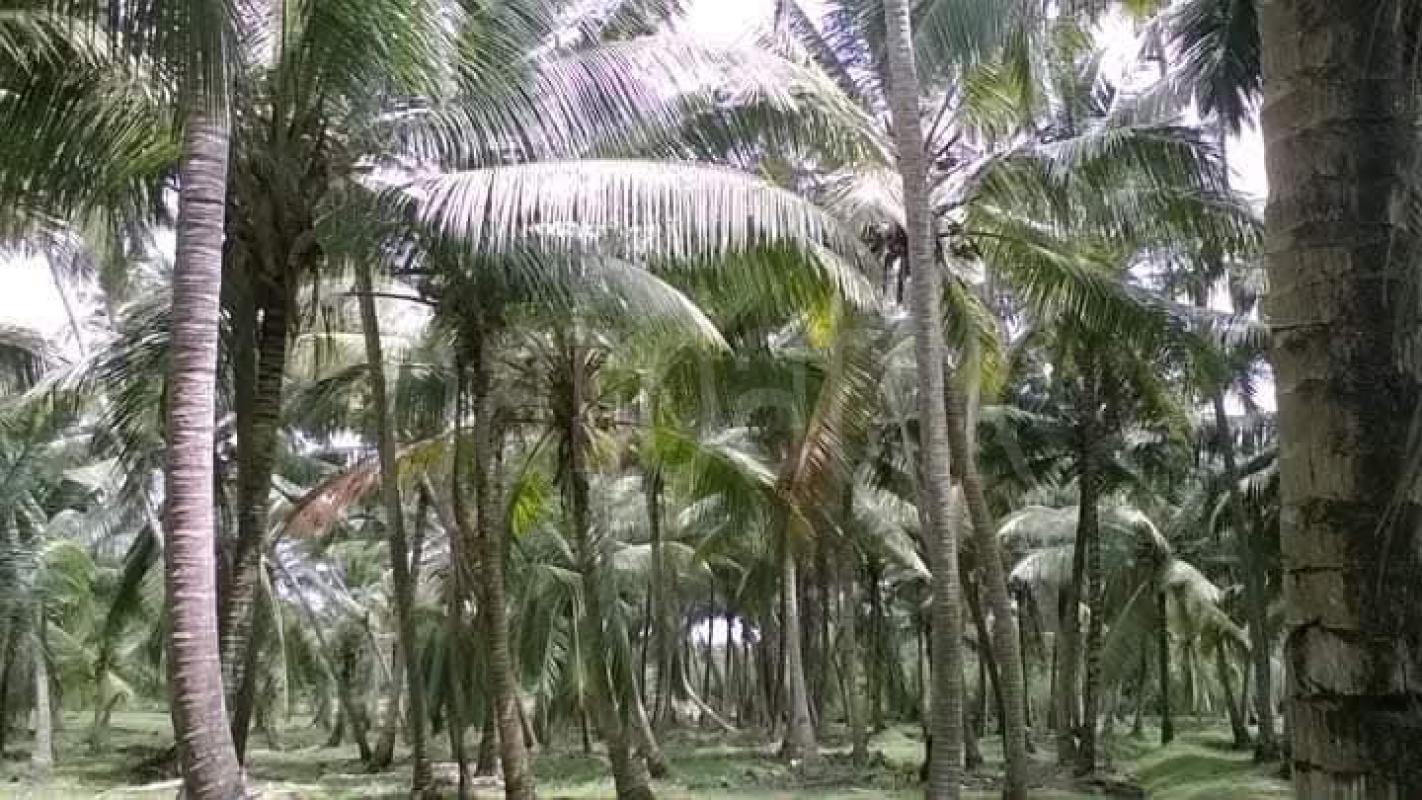 Agricultural Land for Sale in Maspotha