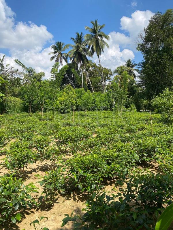 Commercial Land for Sale in Baddegama