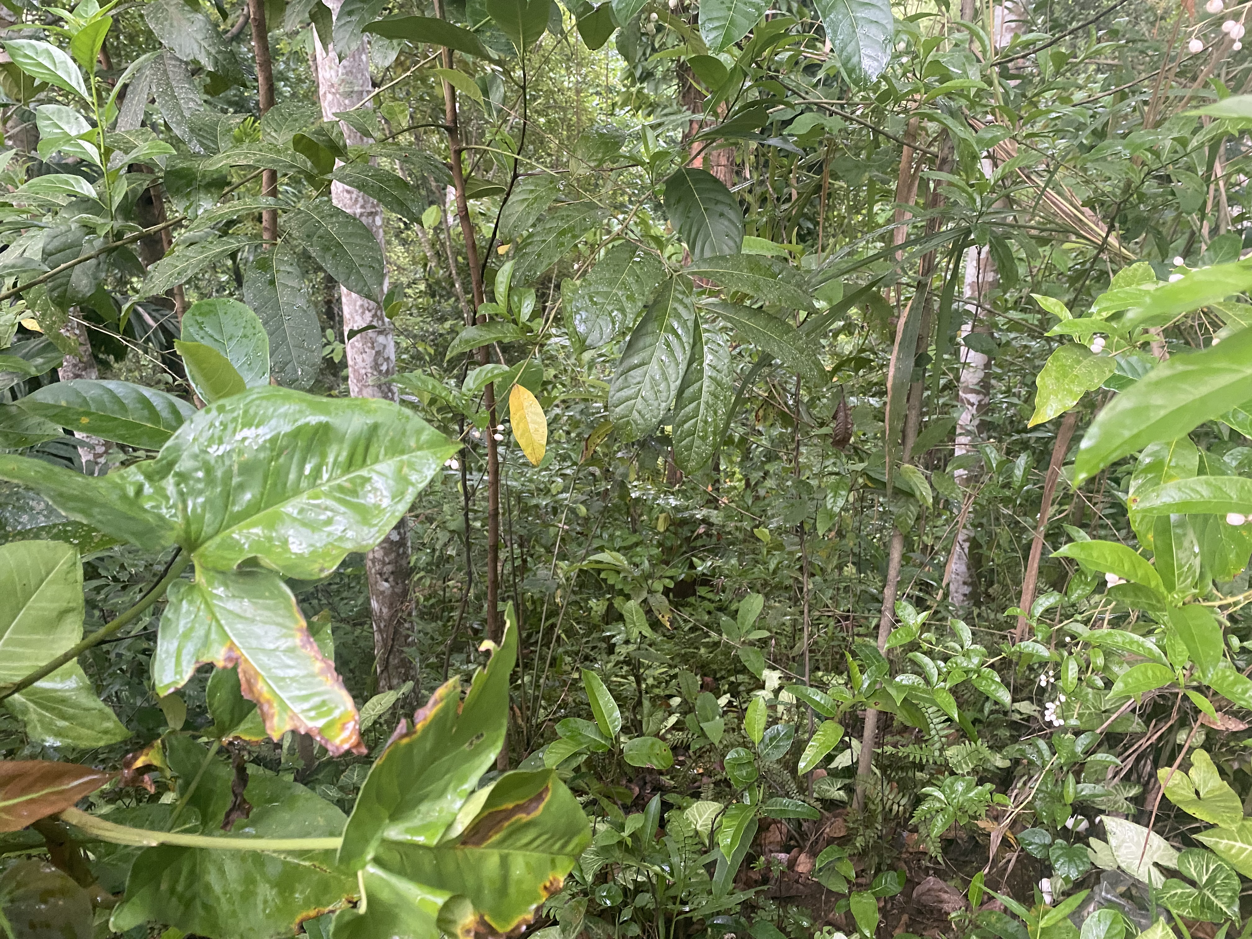 Commercial Land for Sale in Gampola