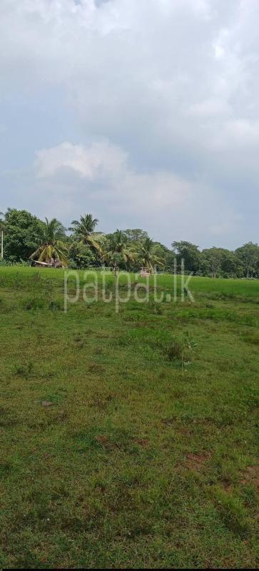 Agricultural Land for Sale in Sella Kataragama