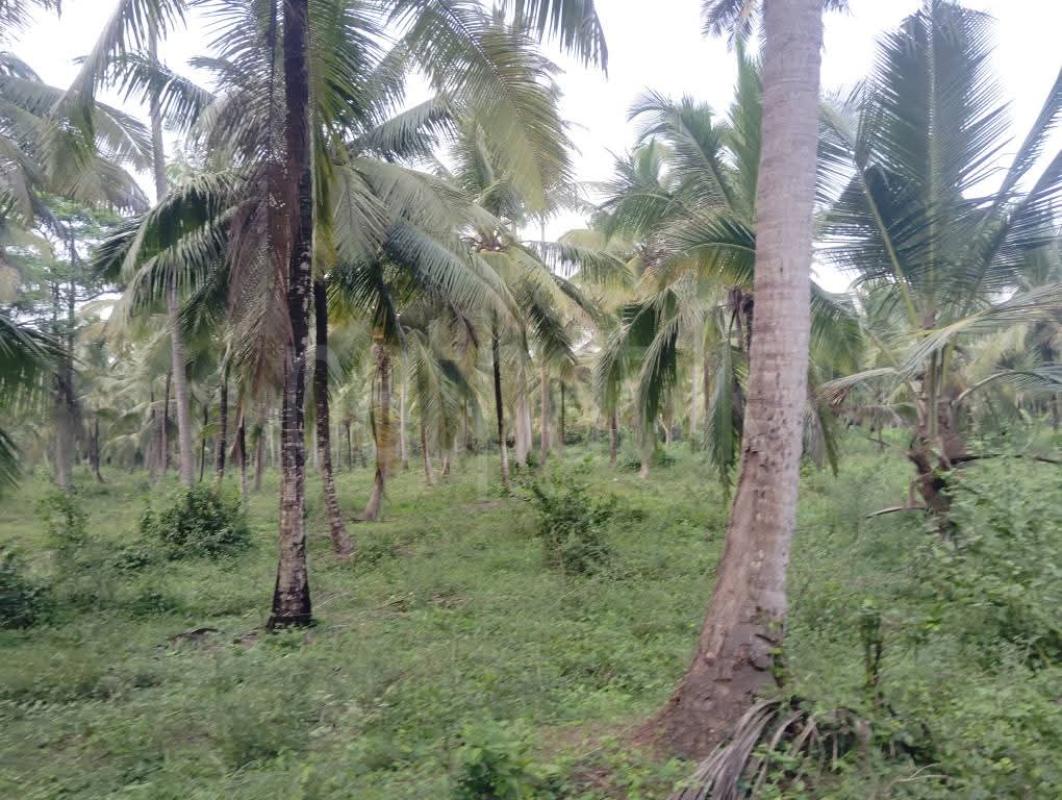 Agricultural Land for Sale in Narammala