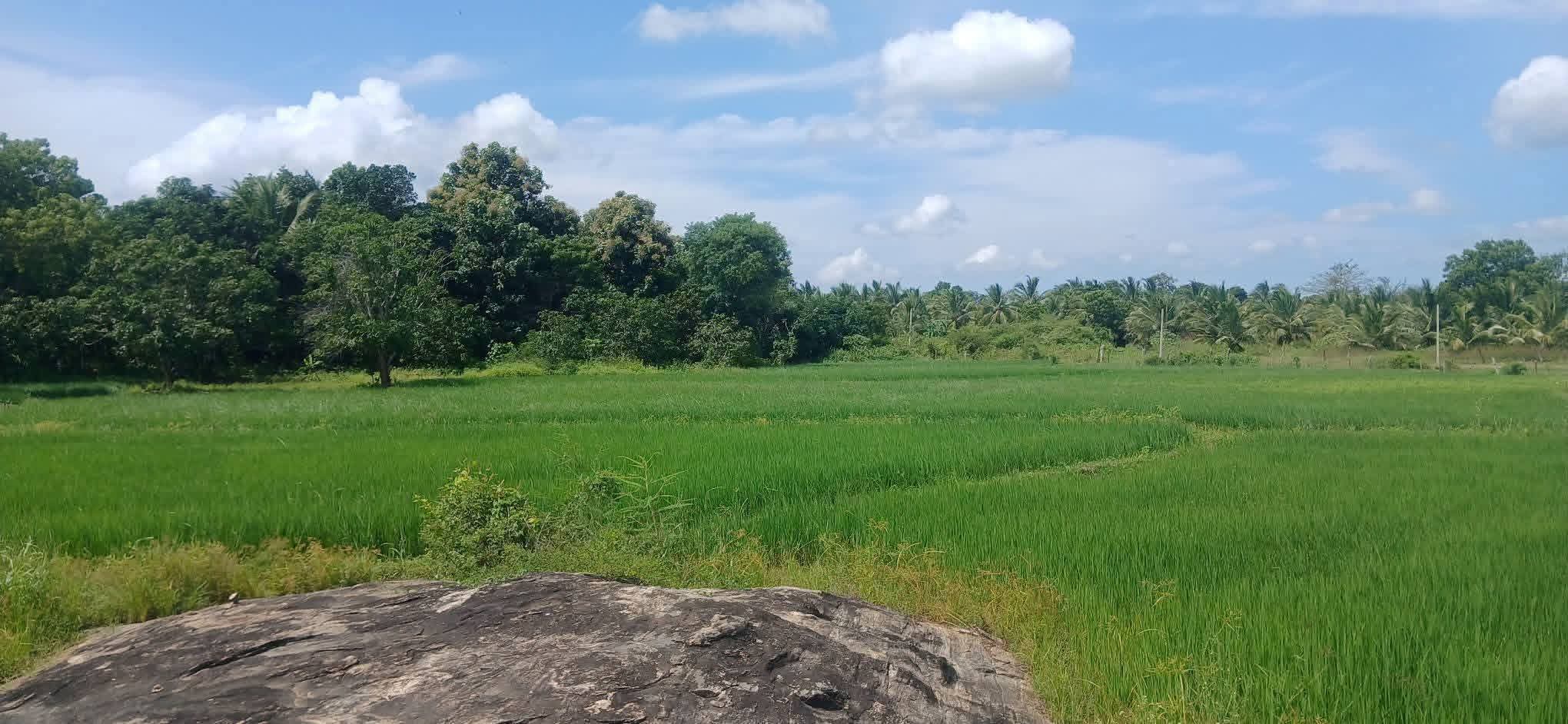 Agricultural Land for Sale in Kataragama