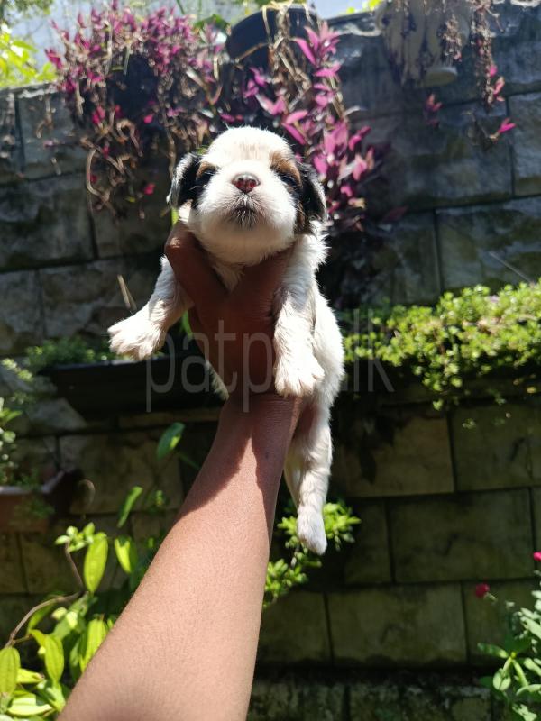 For sale  shifzu puppies