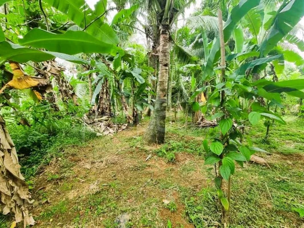 Commercial Land for Sale in Gampaha ads-image-1