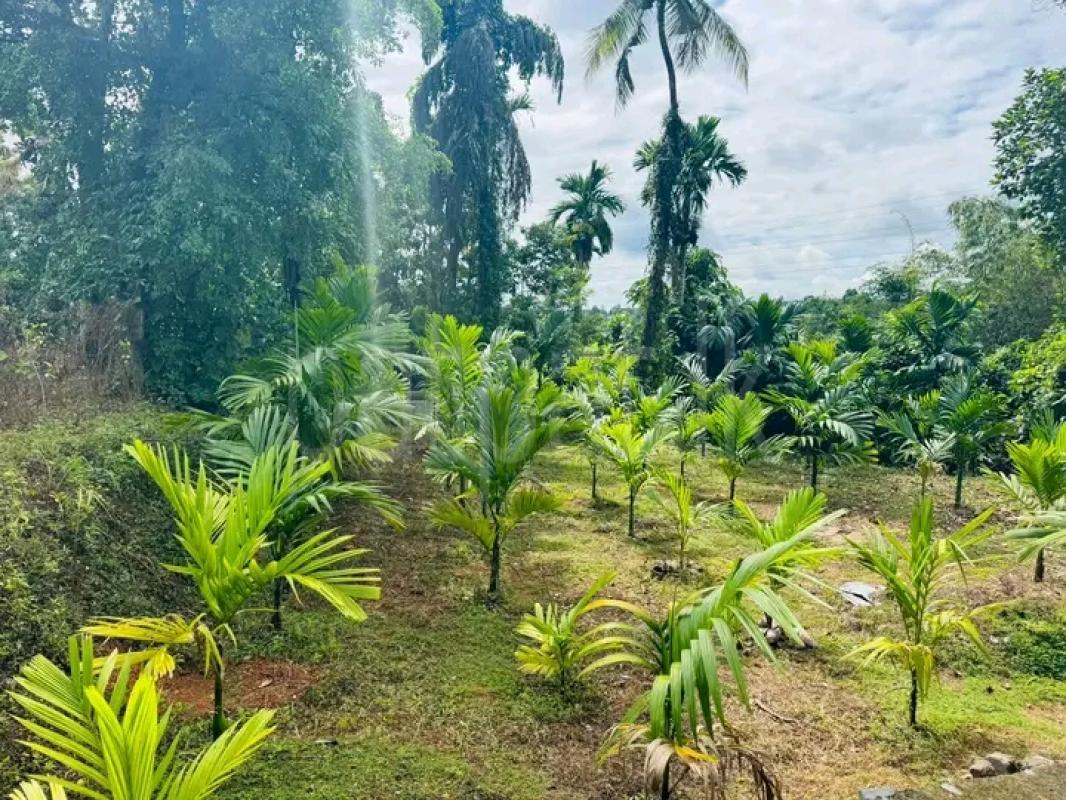 Commercial Land for Sale in Nittambuwa