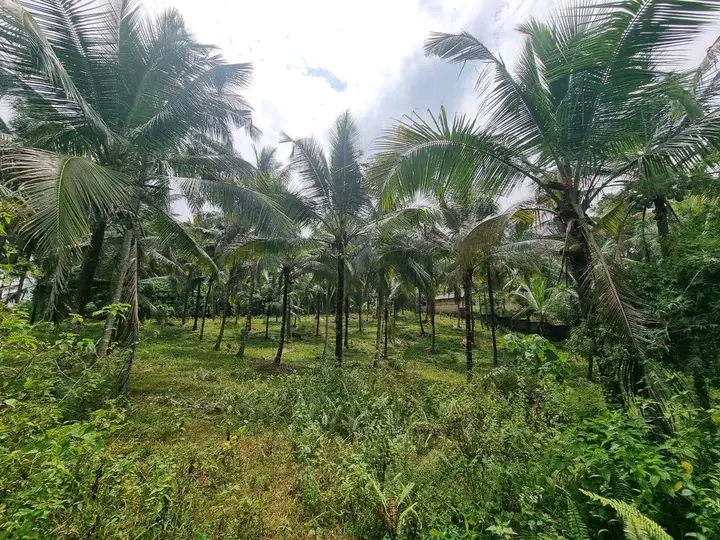 Commercial Land for Sale in Kirindiwela