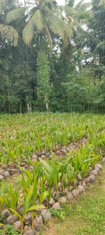 Agricultural Land for Sale in Polgahawela