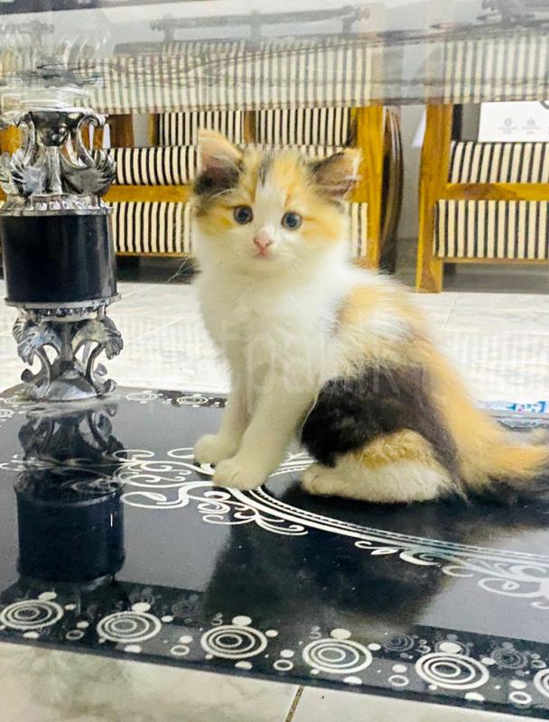 Advertisement image 6