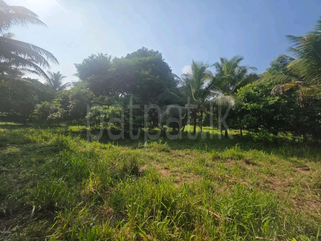Agricultural Land for Sale in Mawathagama
