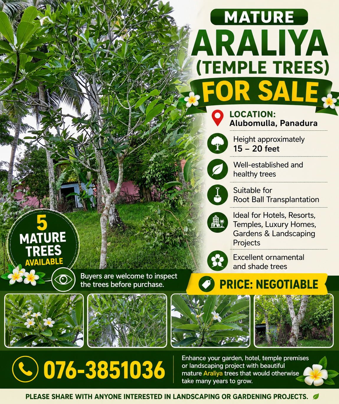 Root Ball Type Flowering Araliya ( Temple Trees ) Avaiable for Sale
