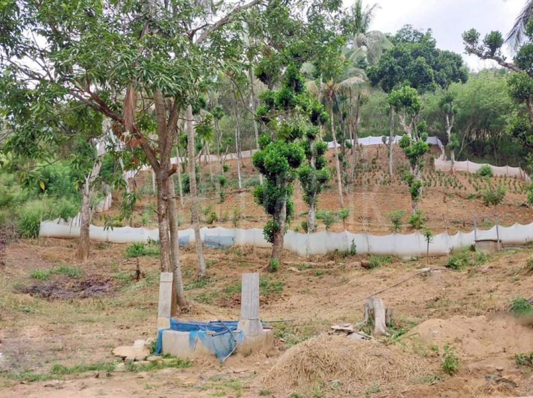 Agricultural Land for Sale in Kandy