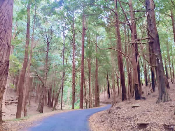 Residential Land for Sale in Haldummulla