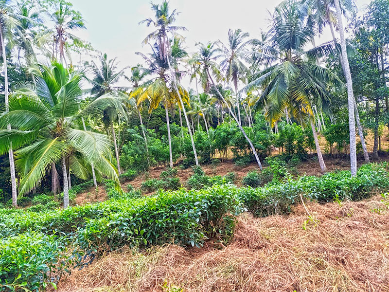 Commercial Land for Sale in Ahangama