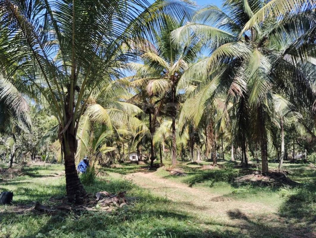 Agricultural Land for Sale in Wariyapola