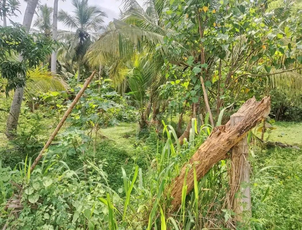 Agricultural Land for Sale in Weliveriya