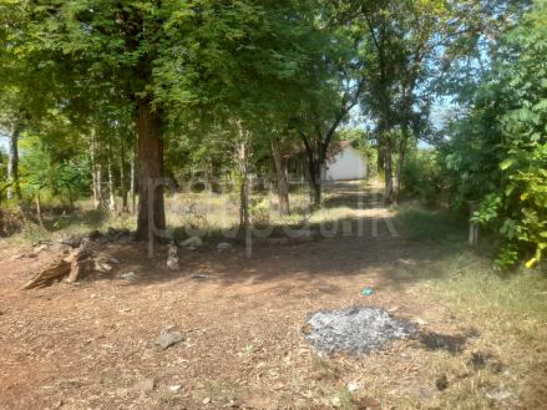 Agricultural Land for Sale in Mahiyanganaya ads-image-1