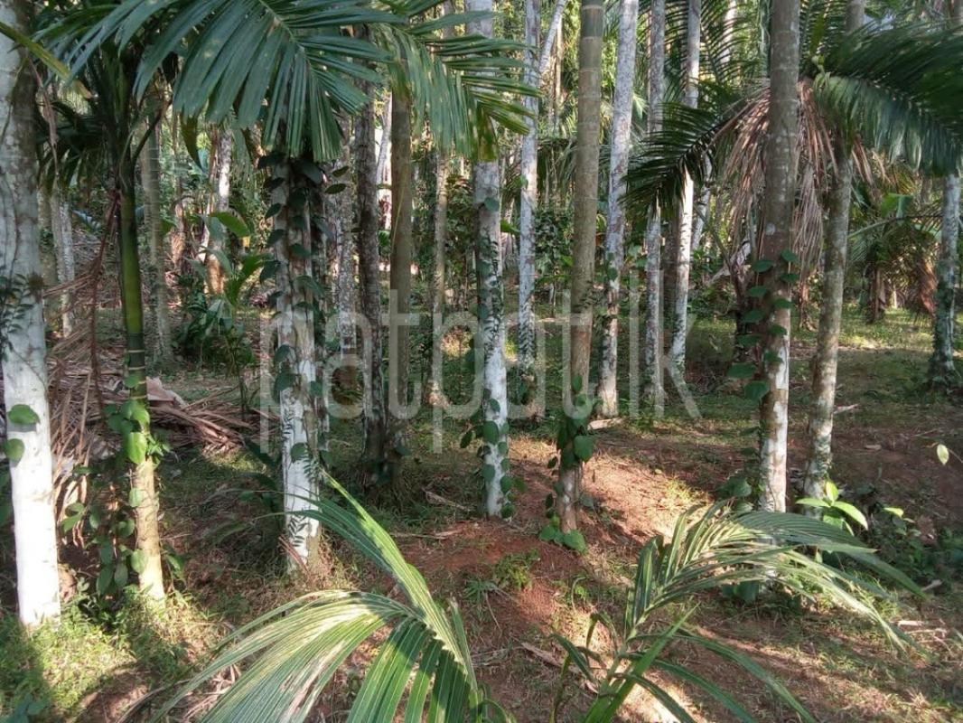 Agricultural Land for Sale in Gampaha