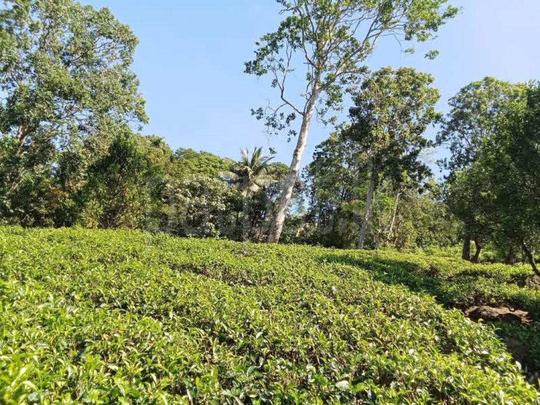 Agricultural Land for Sale in Deniyaya