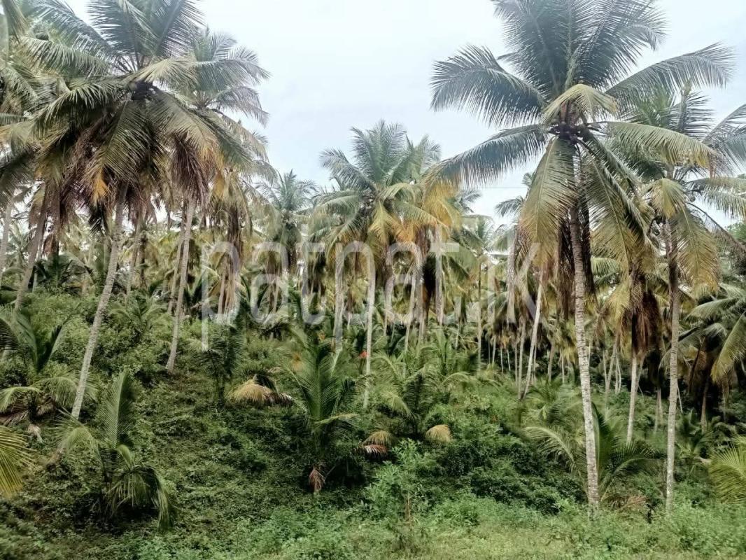 Agricultural Land for Sale in Walasmulla