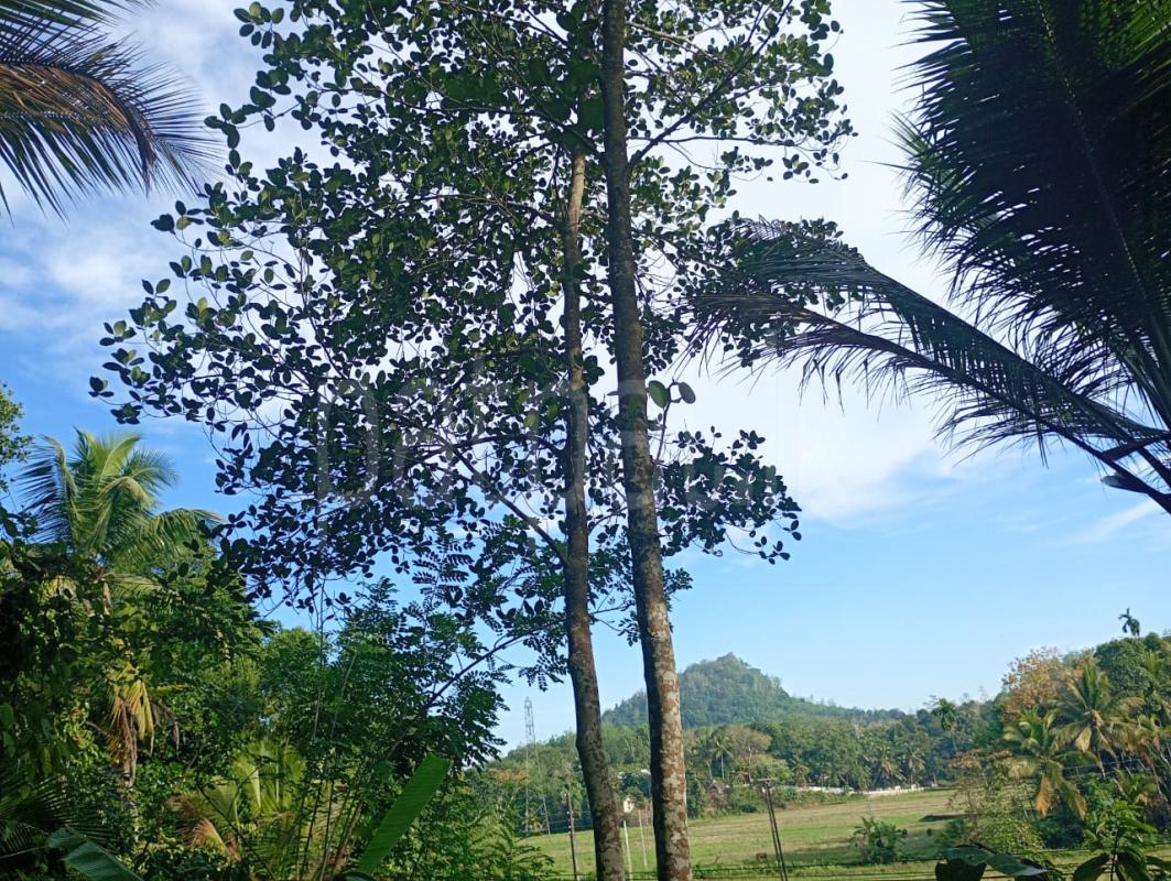 Residential Land for Sale in Hakmana ads-image-1