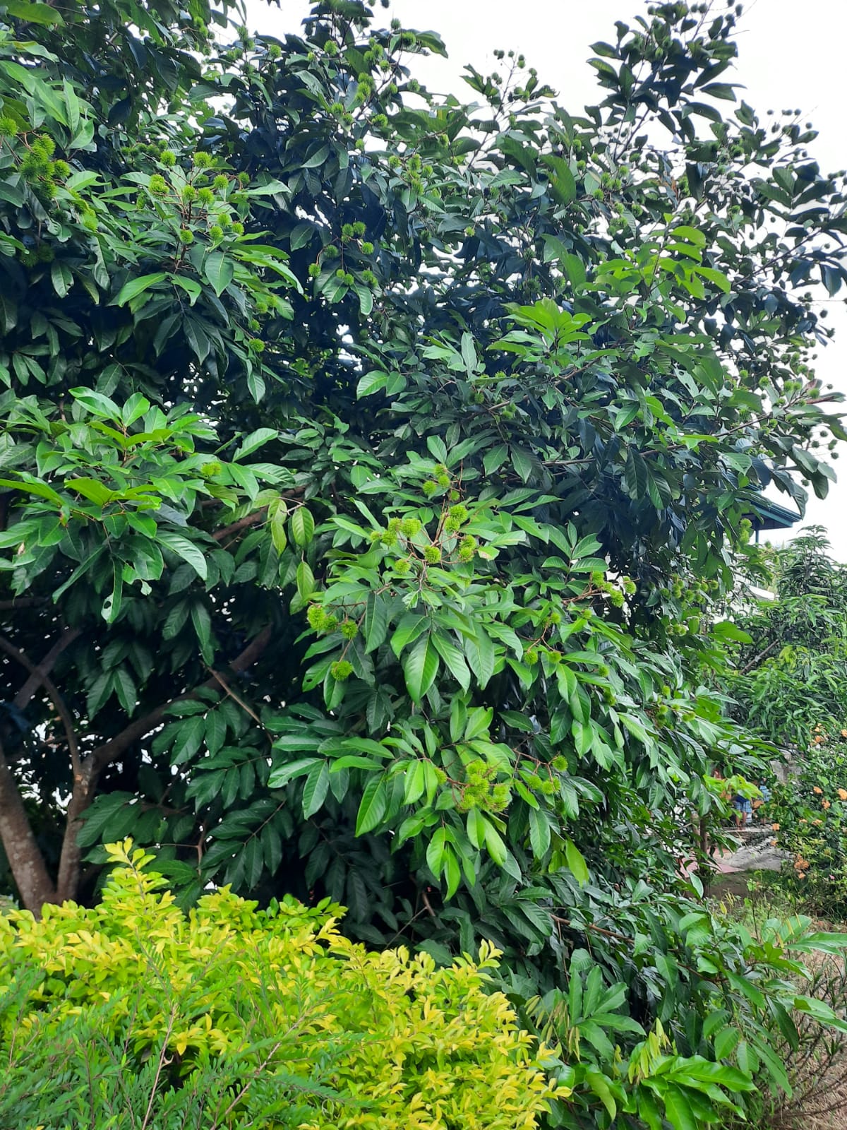 Residential Land for Sale in Mawathagama