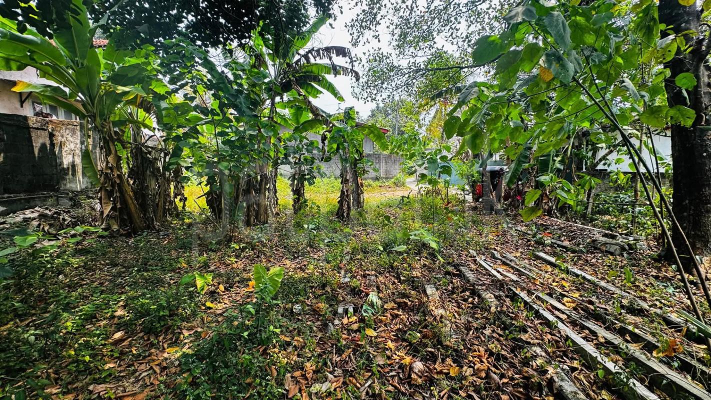 Agricultural Land for Sale in Ratnapura