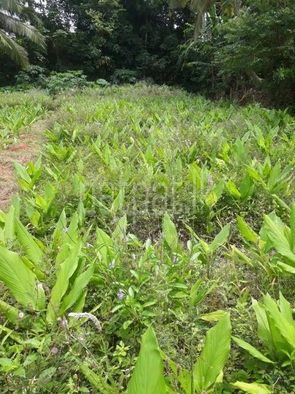 Agricultural Land for Sale in Maho