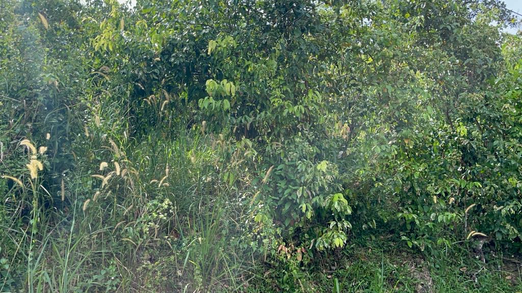 Agricultural Land for Sale in Ambalangoda ads-image-1