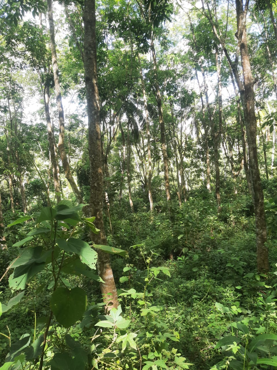 Agricultural Land for Sale in Hakmana
