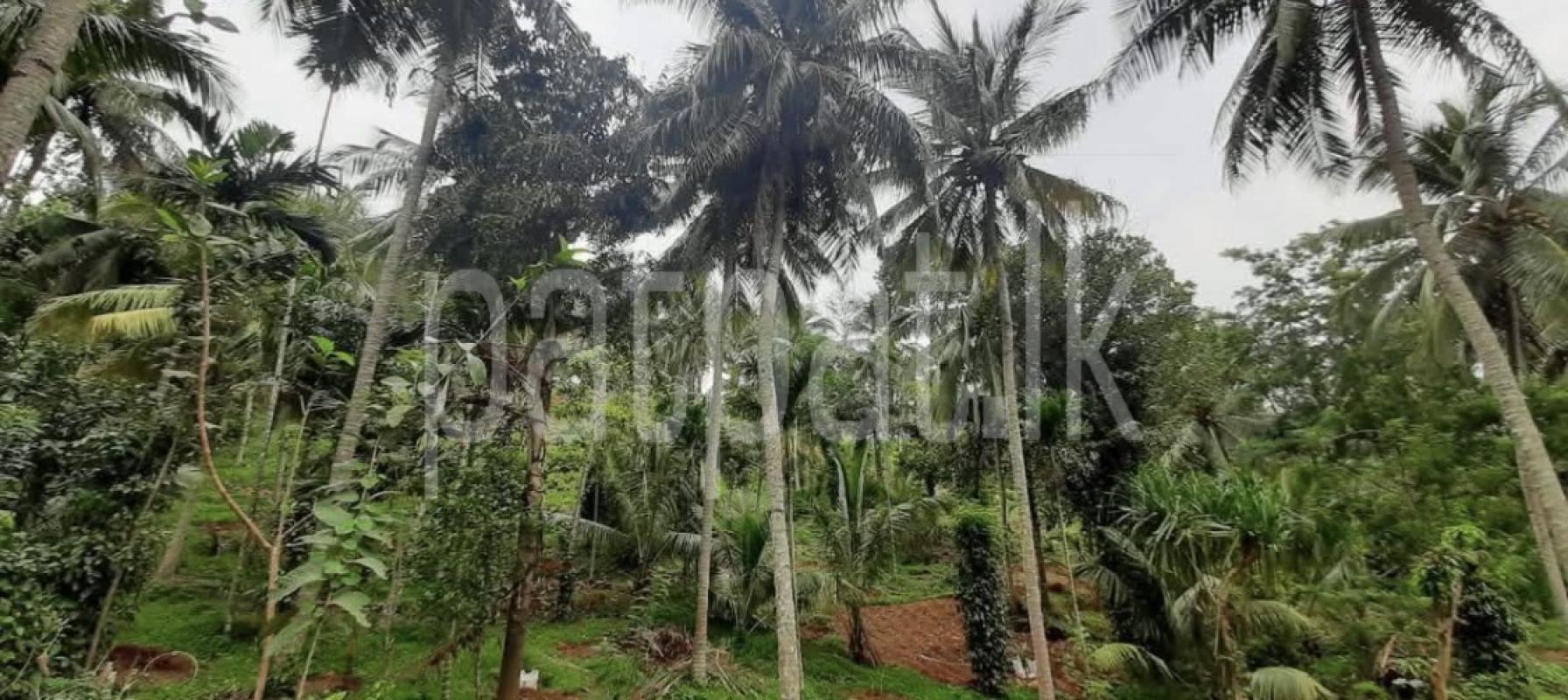 Agricultural Land for Sale in Kundasale