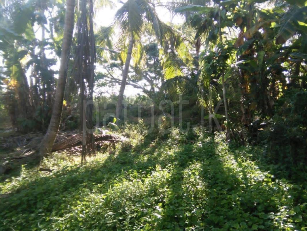 Agricultural Land for Sale in Weeraketiya