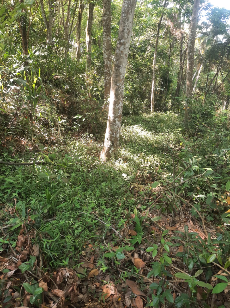Agricultural Land for Sale in Hakmana