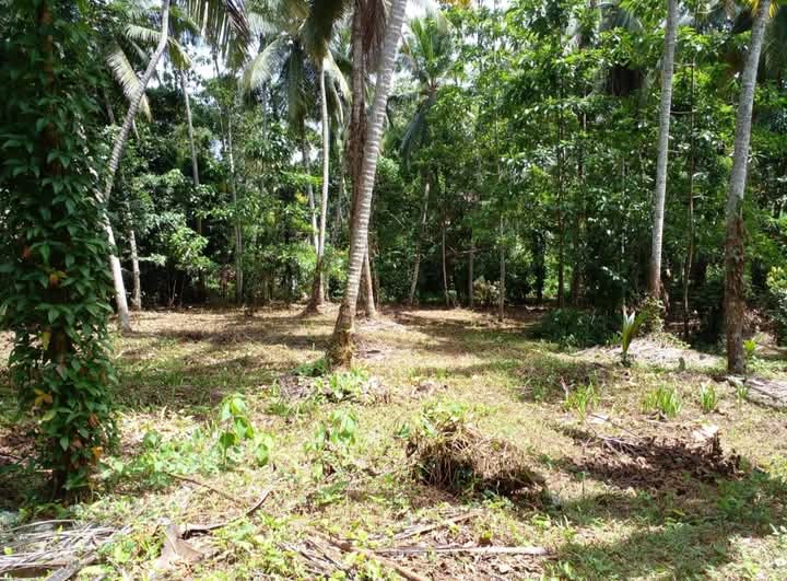 Agricultural Land for Sale in Gampaha