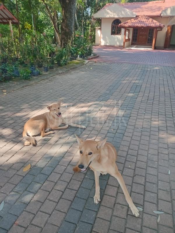 2 female alsation cross dogs given free ads-image-1