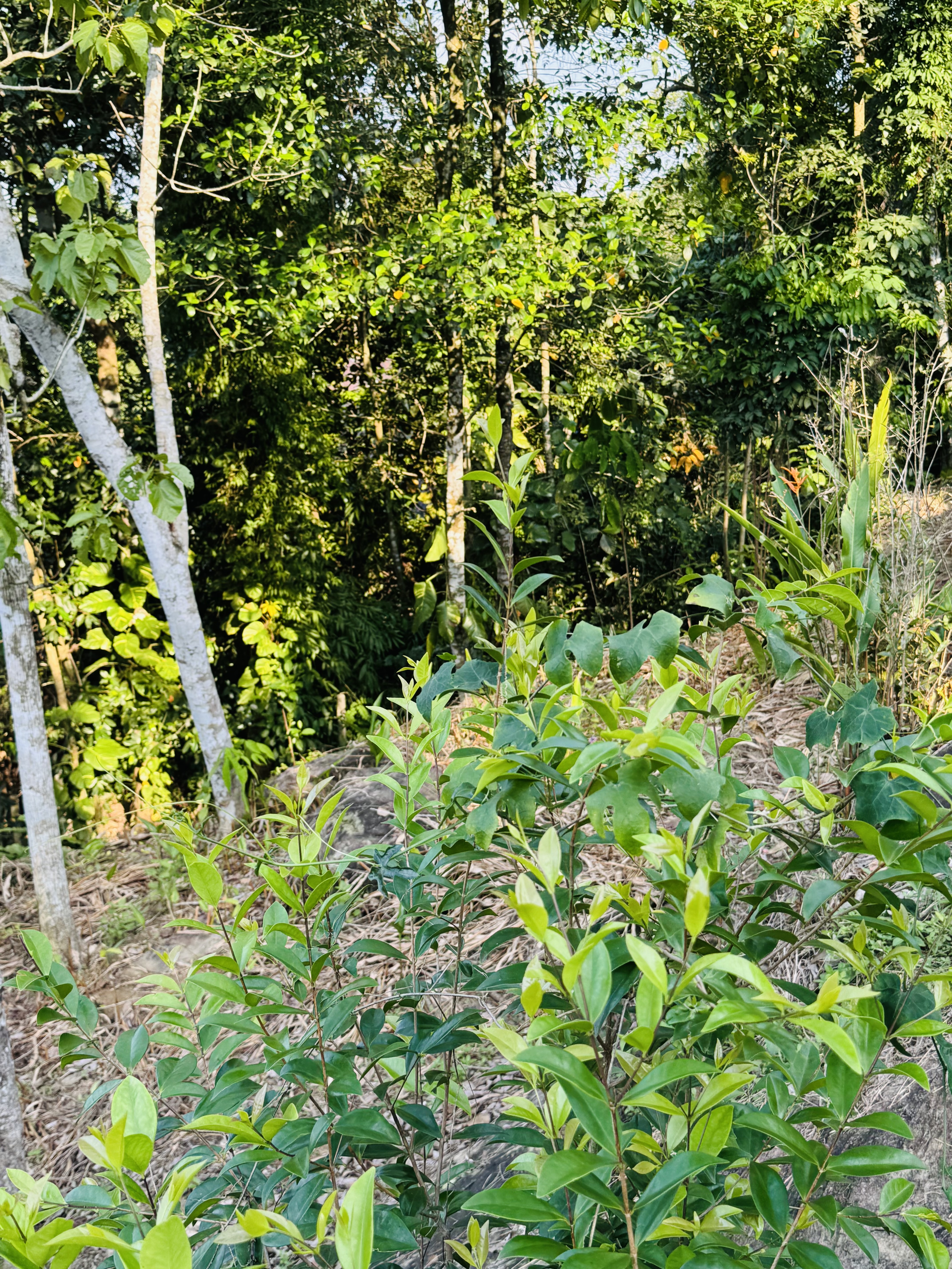 Residential Land for Sale in Horana ads-image-1