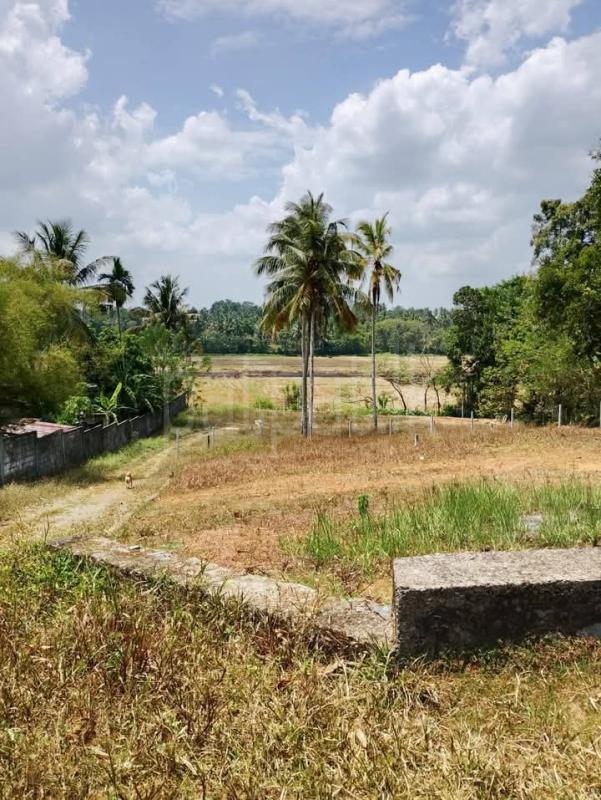 Agricultural Land for Sale in Weliveriya ads-image-1