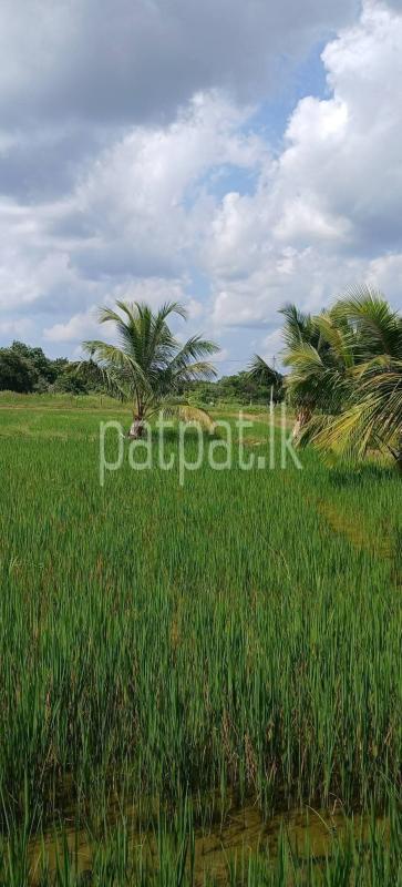 Agricultural Land for Sale in Kataragama
