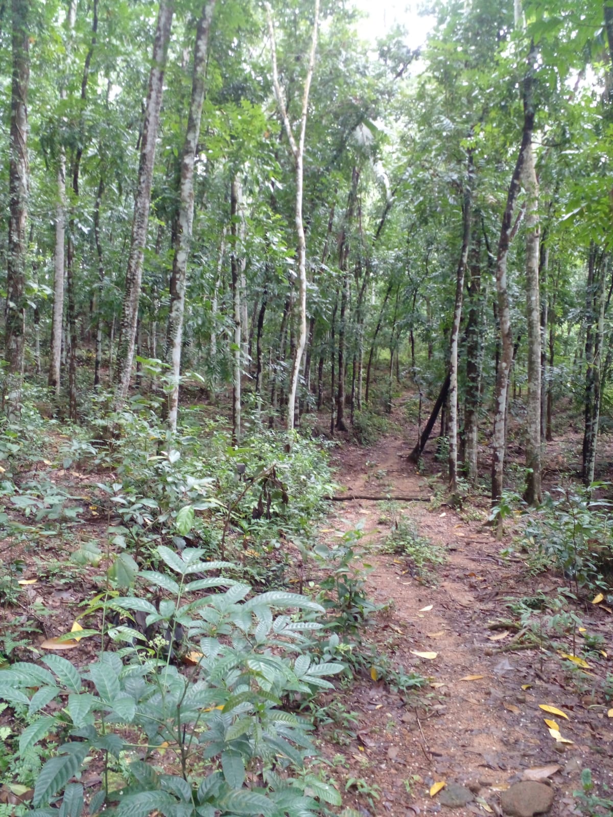 Agricultural Land for Sale in Kosgama