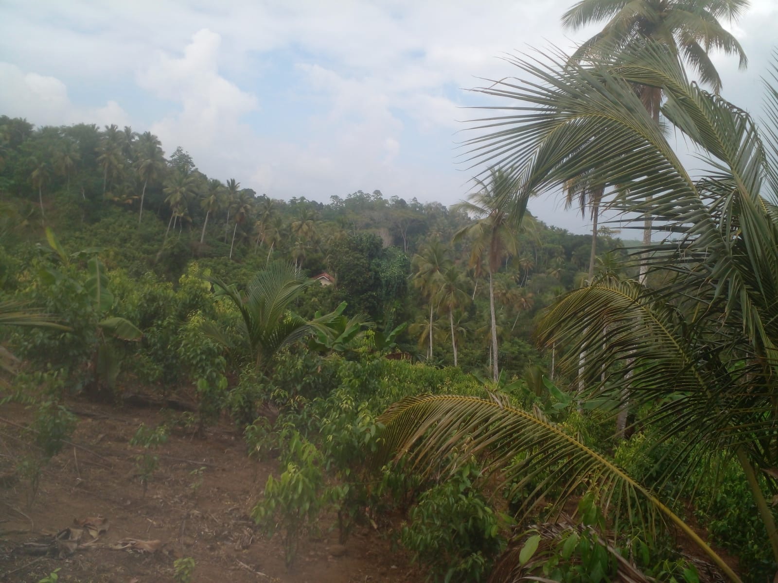 Agricultural Land for Sale in Beliatta