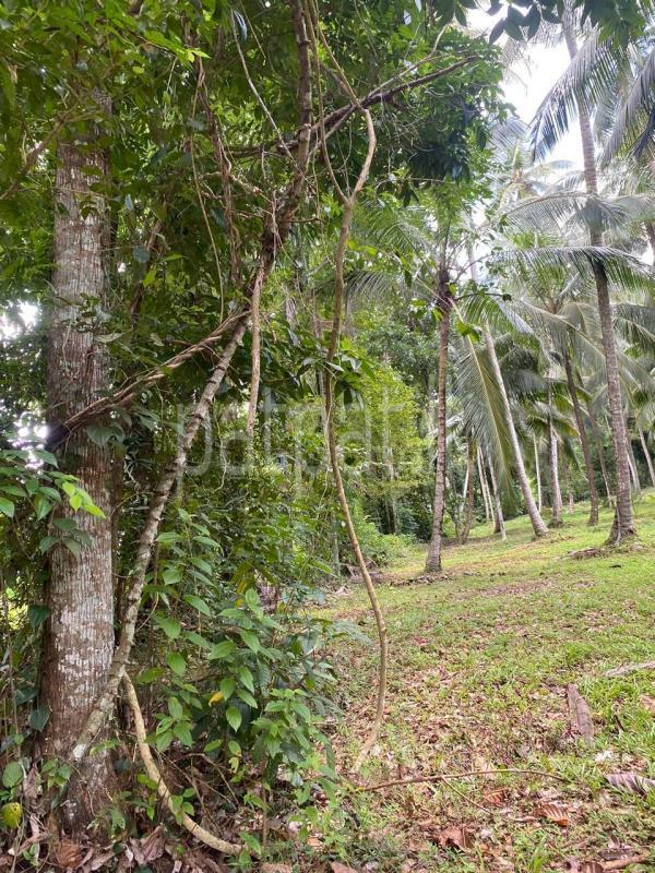 Residential Land for Sale in Delgoda