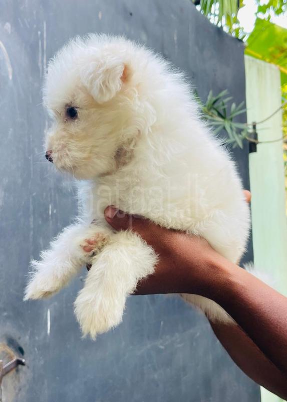 Advertisement image 3