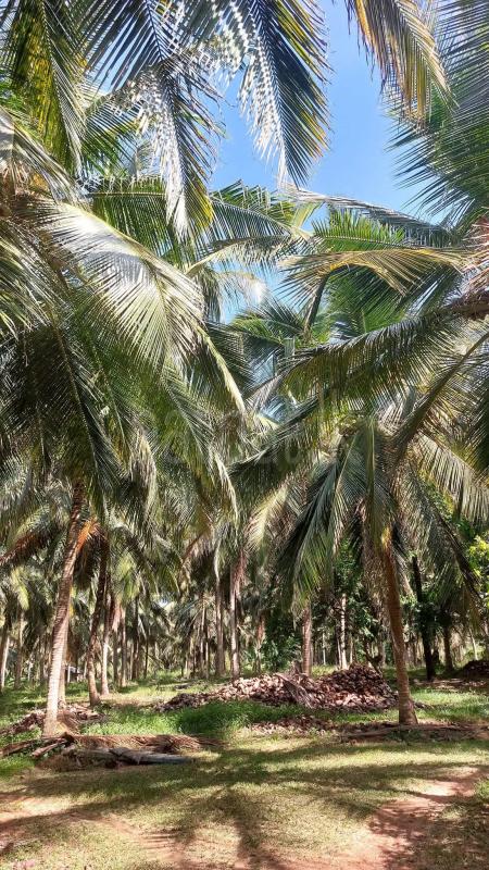 Agricultural Land for Sale in Kuliyapitiya