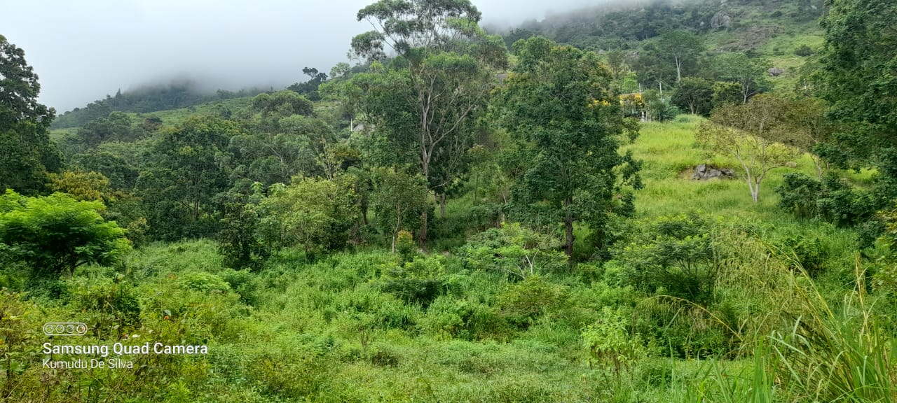 Commercial Land for Sale in Haputale