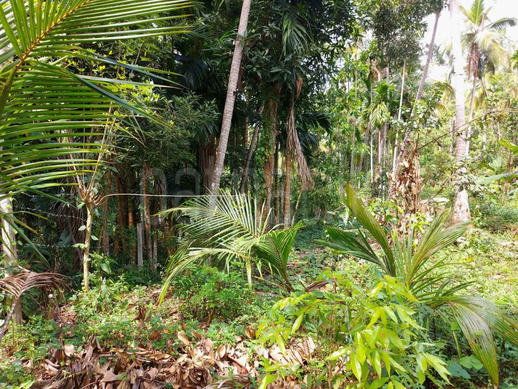 Residential Land for Sale in Godakawela